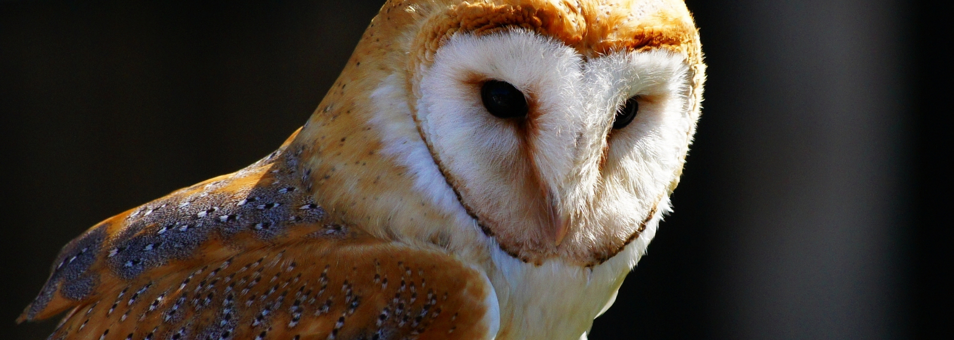 Barn owl with a white heart-shaped face and brown wings, perched against a dark background.