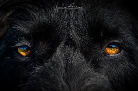 Close-up of a black dog's face, with bright amber eyes and shaggy fur.