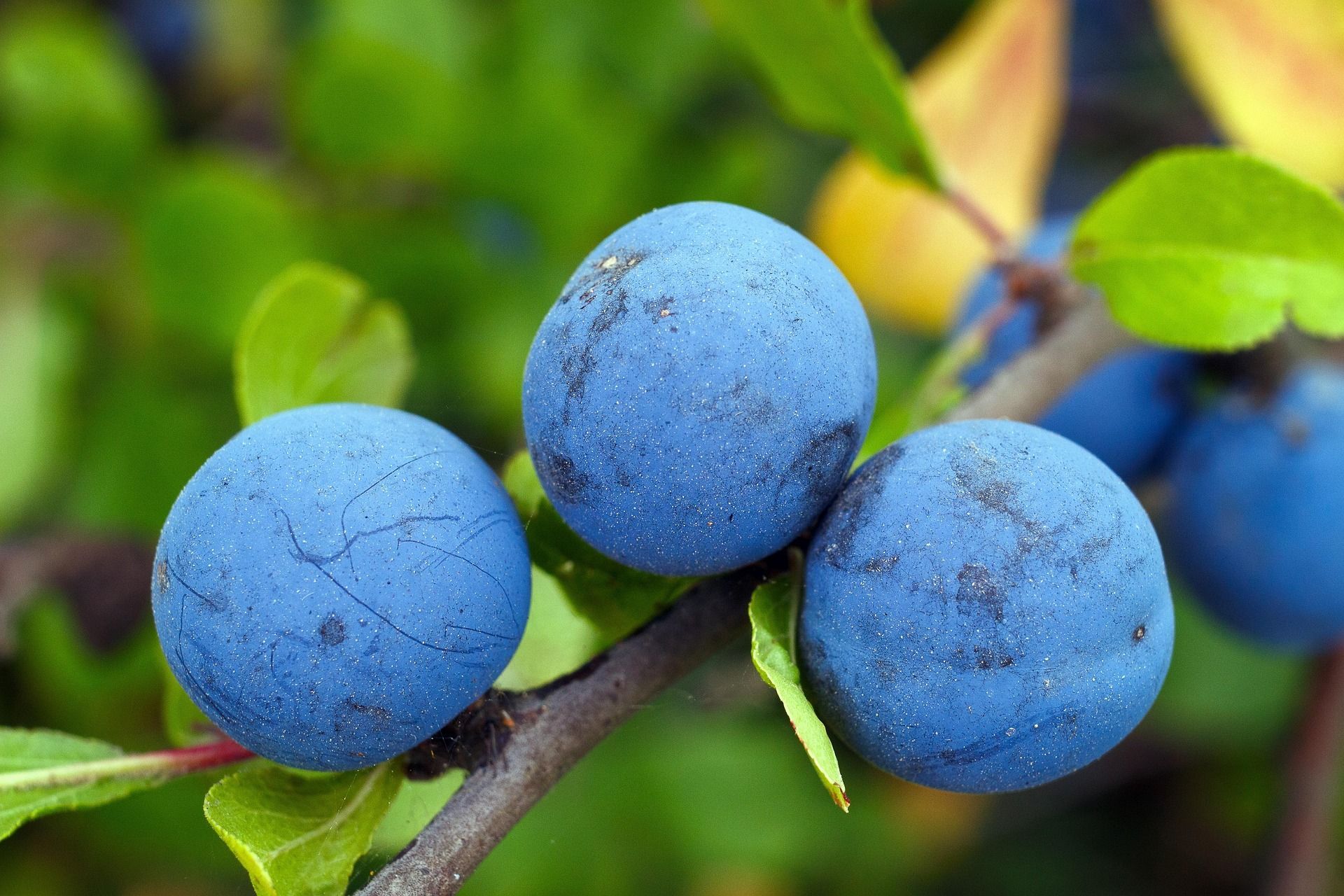 Three blue-black sloes growing on a thorny branch with green and yellow leaves.