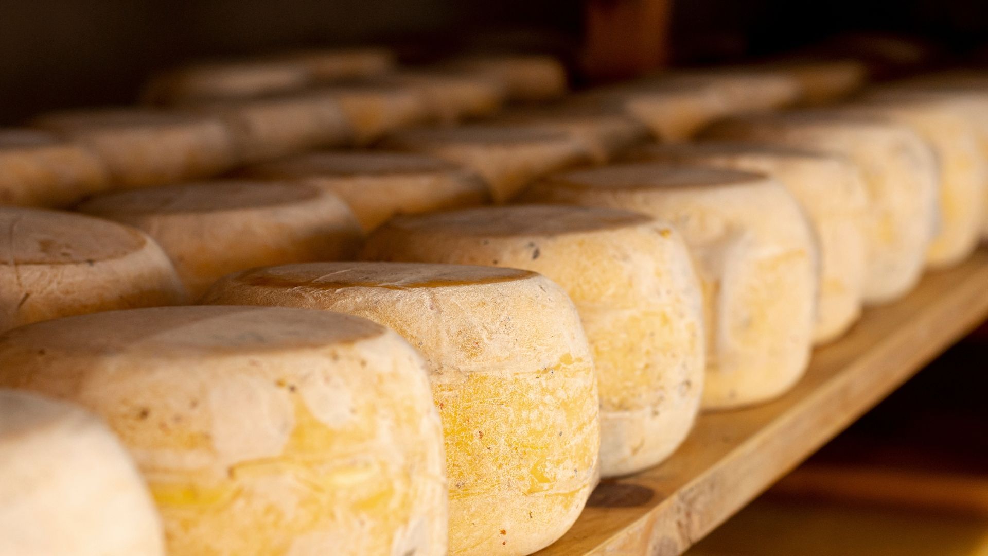 Wheels of cheese on a wooden shelf, aging in a dim environment.