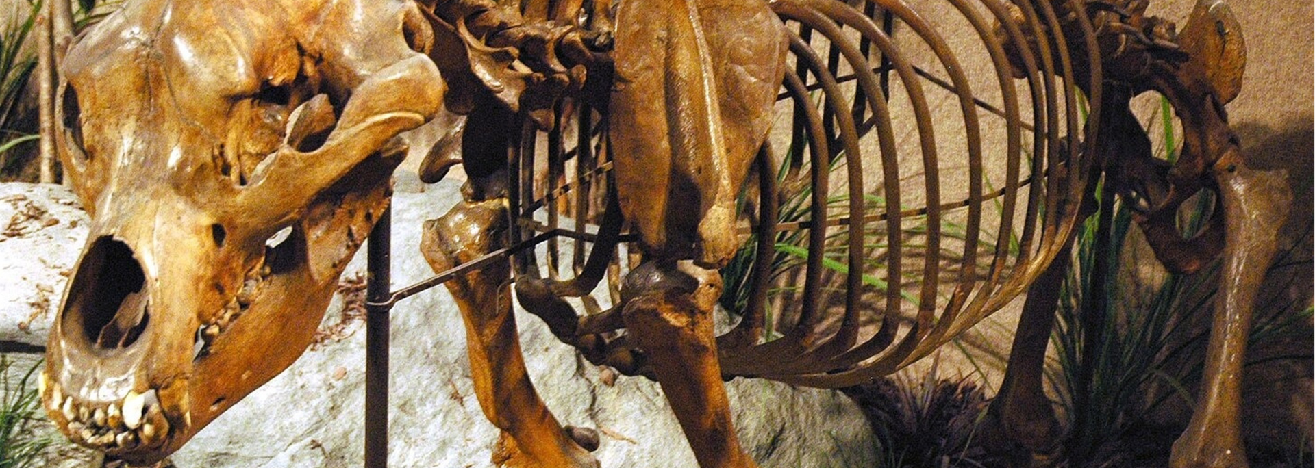 Fossilized bear skeleton on display. Brown bones are visible against a blurred background.