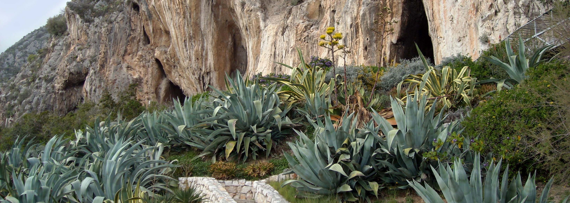 A rocky hillside with agave plants and a cave entrance.