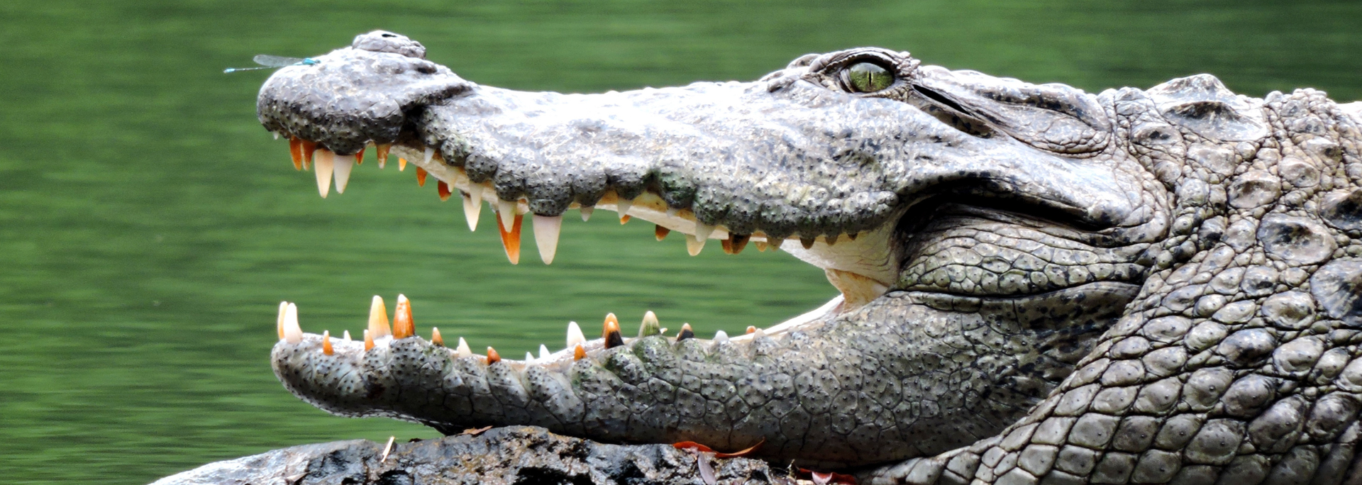 A crocodile with its mouth wide open, teeth visible, sits in water.