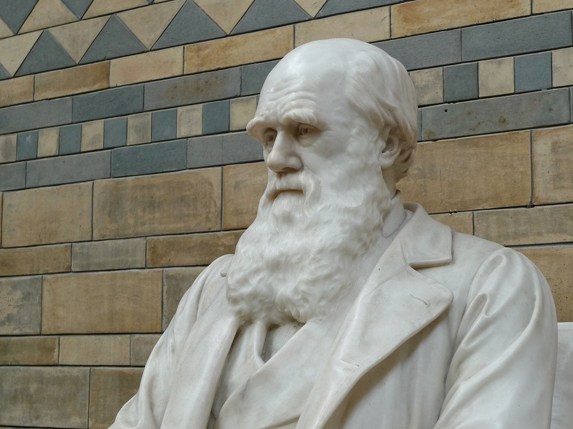 Statue of Charles Darwin, seated, with a long white beard, against a brick wall backdrop.