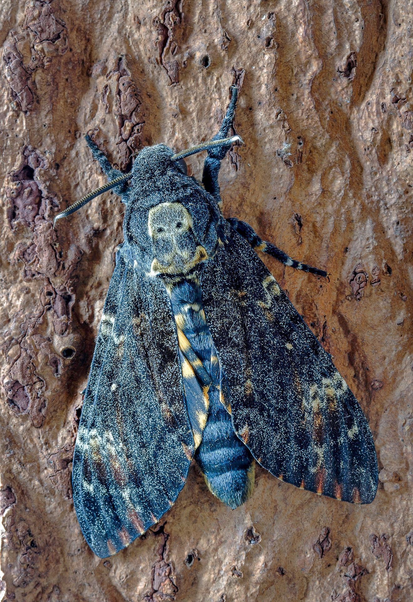 Death's-head hawk-moth clinging to textured brown bark, displaying skull-like markings, dark blue wings.