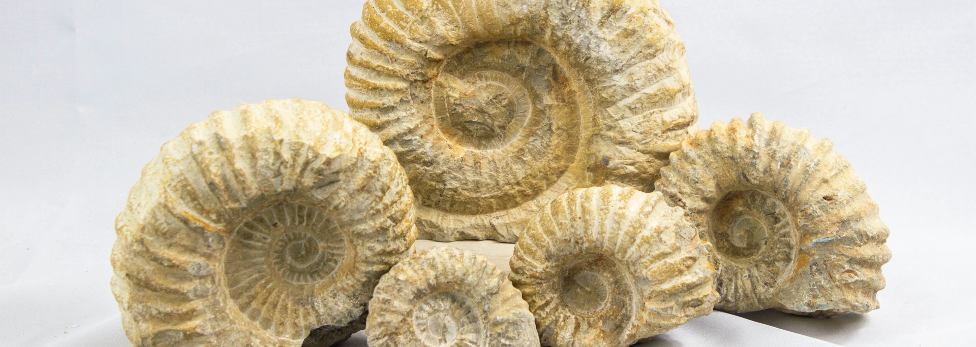 Group of ammonite fossils on a white background.