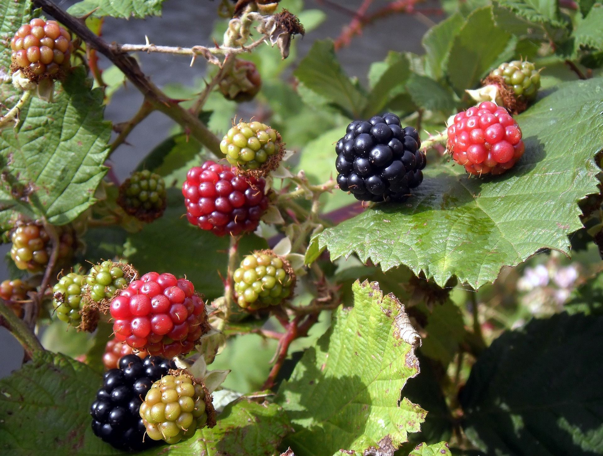 Blackberries in various stages of ripeness: green, red, and black, on a thorny branch with green leaves.