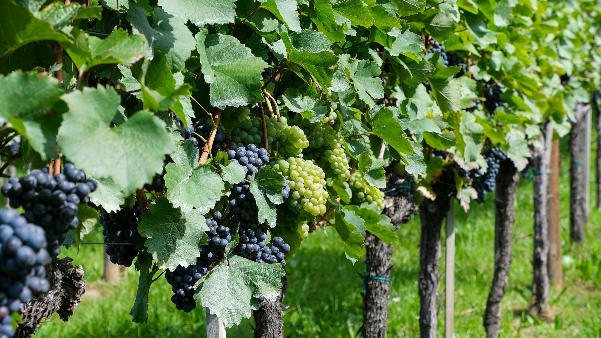 Vineyard rows with dark and green grapes, green leaves, and wooden posts.