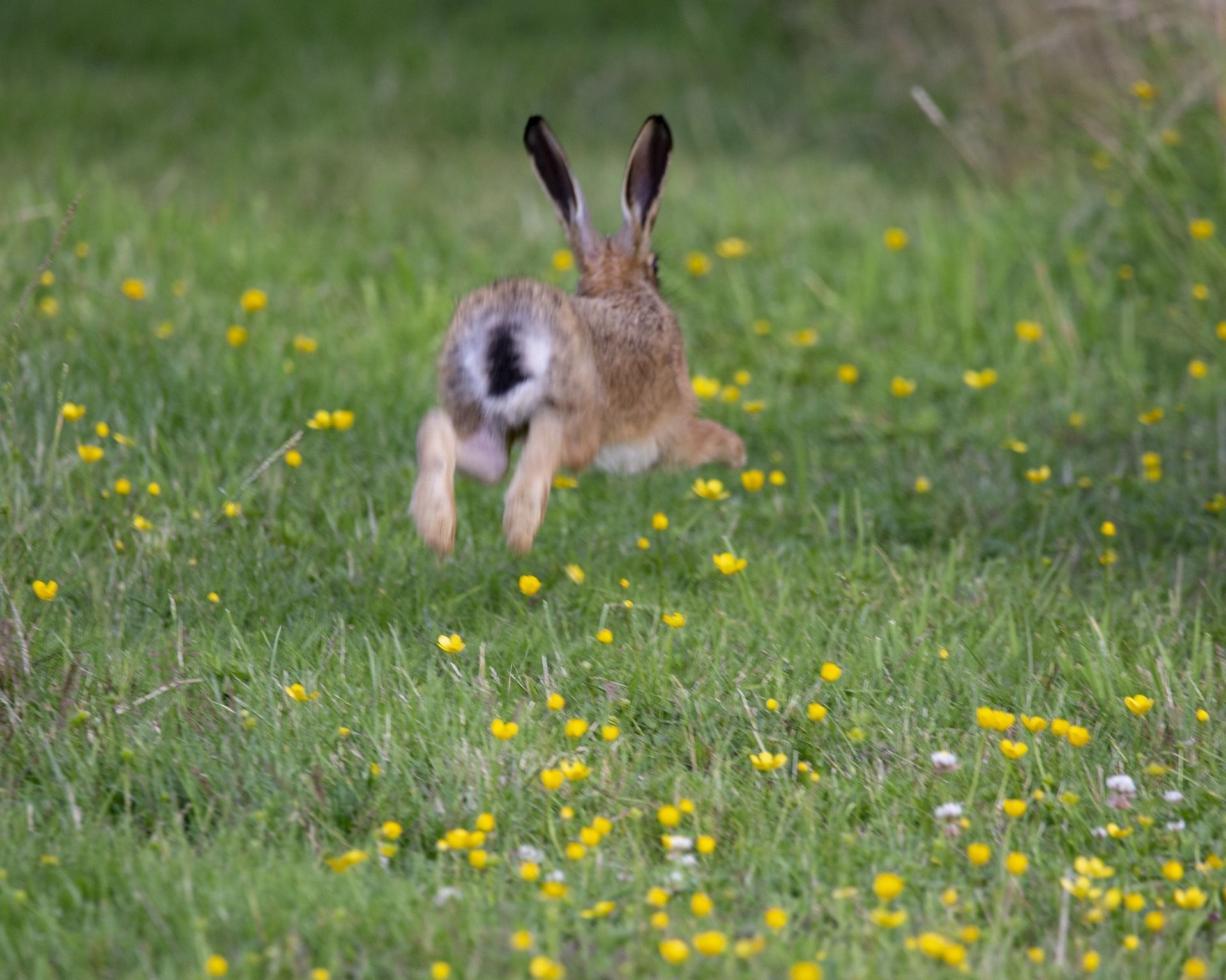Brown hare leaping through a grassy field dotted with yellow flowers.