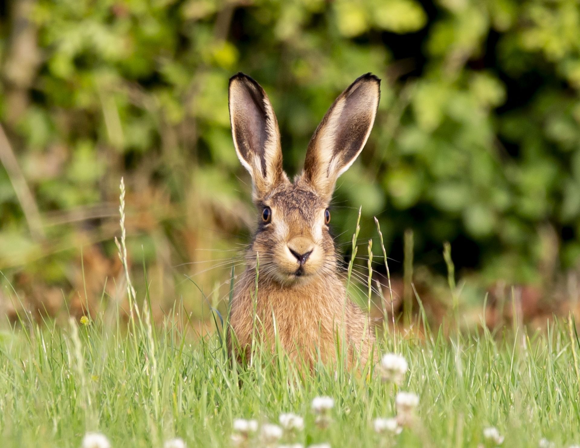 Brown hare in tall green grass, looking directly at the camera.