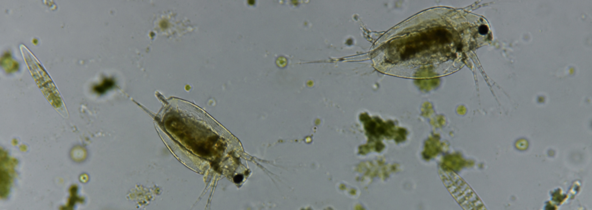Picture of microscopic like in water. Picture of microscopic like in water.