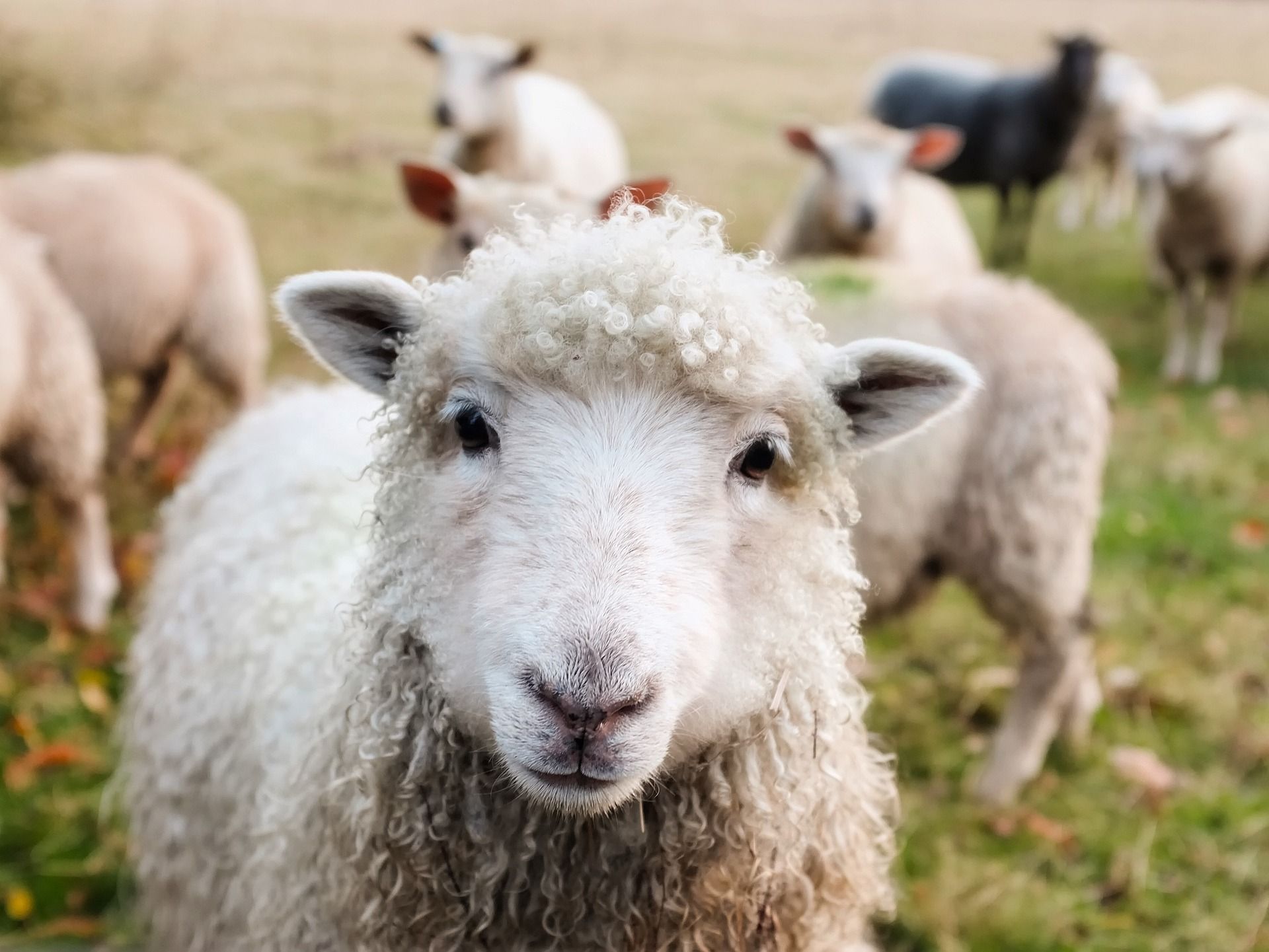 Close-up of a white sheep with other sheep in a green field. The sheep are looking directly at the camera.