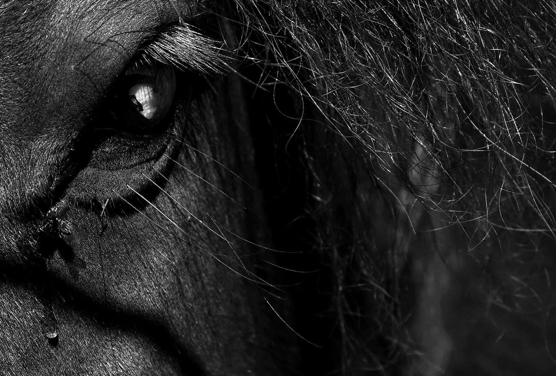 Lion's eye in close-up, black and white. Detailed view showing eye, eyelashes, and fur.