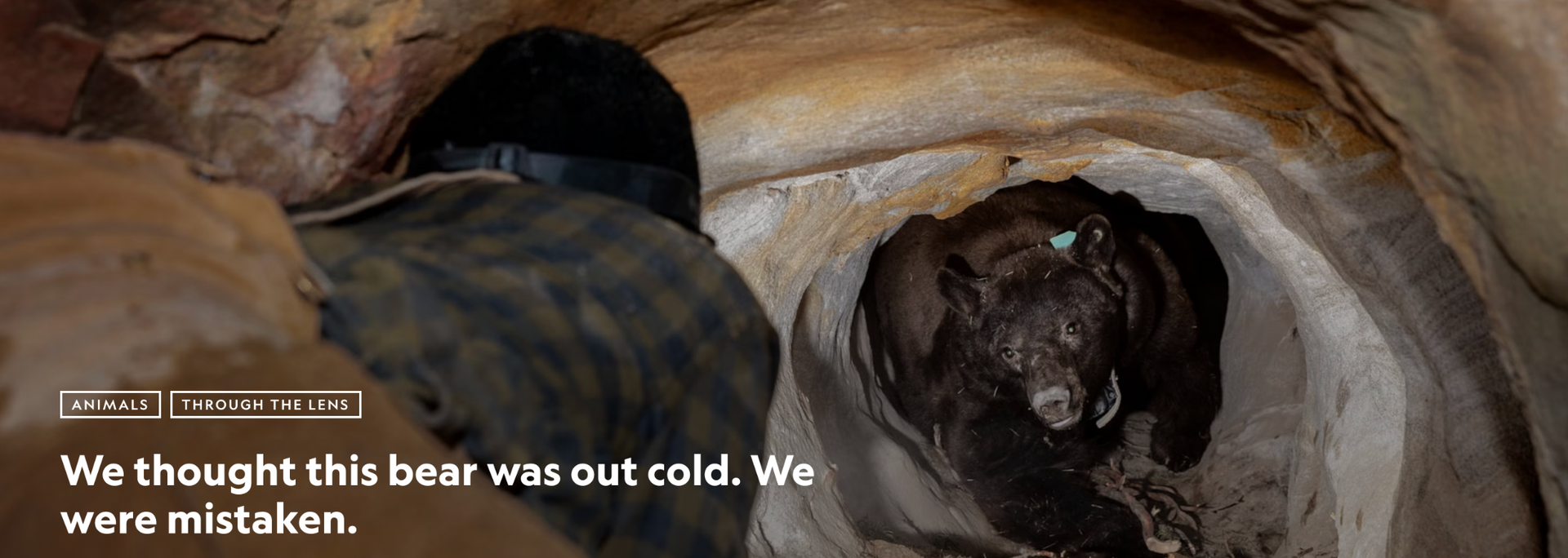 A bear in a cave. A person is near the cave entrance. Text at bottom.