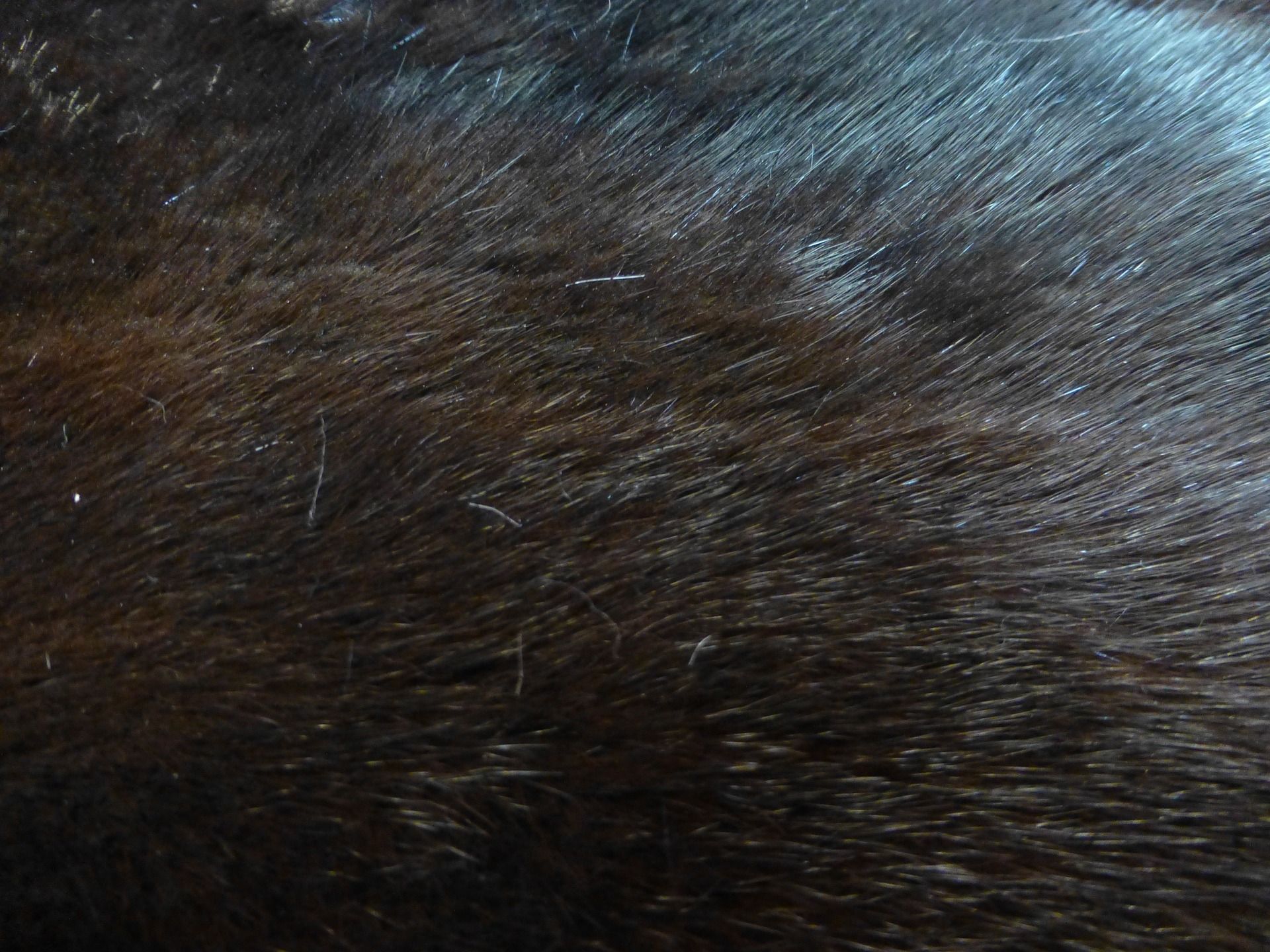 Close-up of dark brown fur with slightly shiny surface.