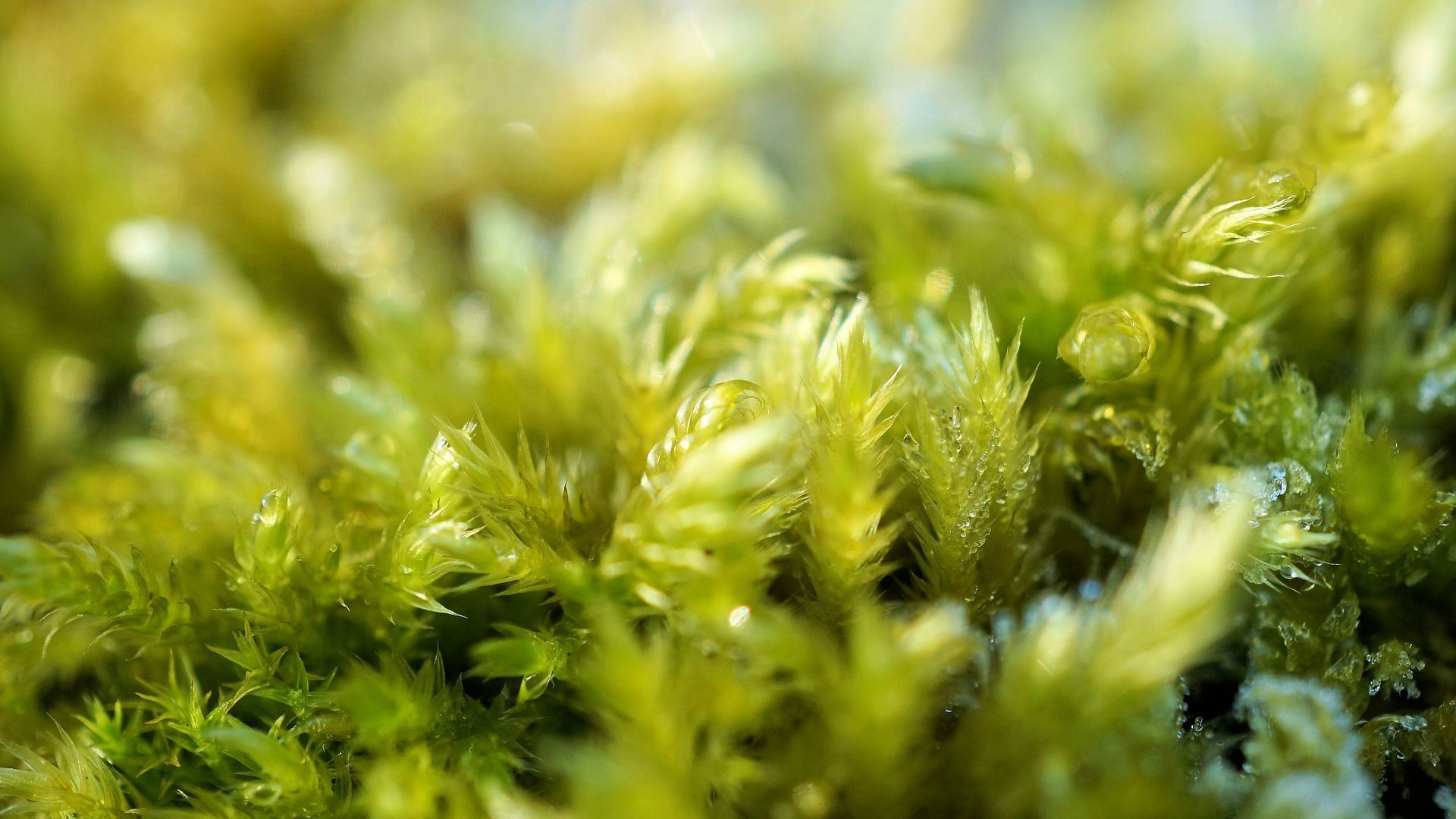 Close-up of vibrant green moss with a slightly blurry background.