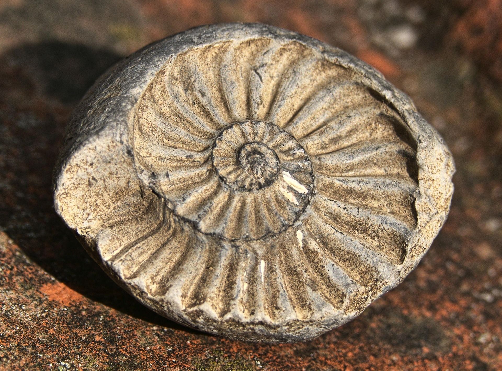 Fossilized ammonite shell, tan and gray spiral pattern, on a rough brown surface.