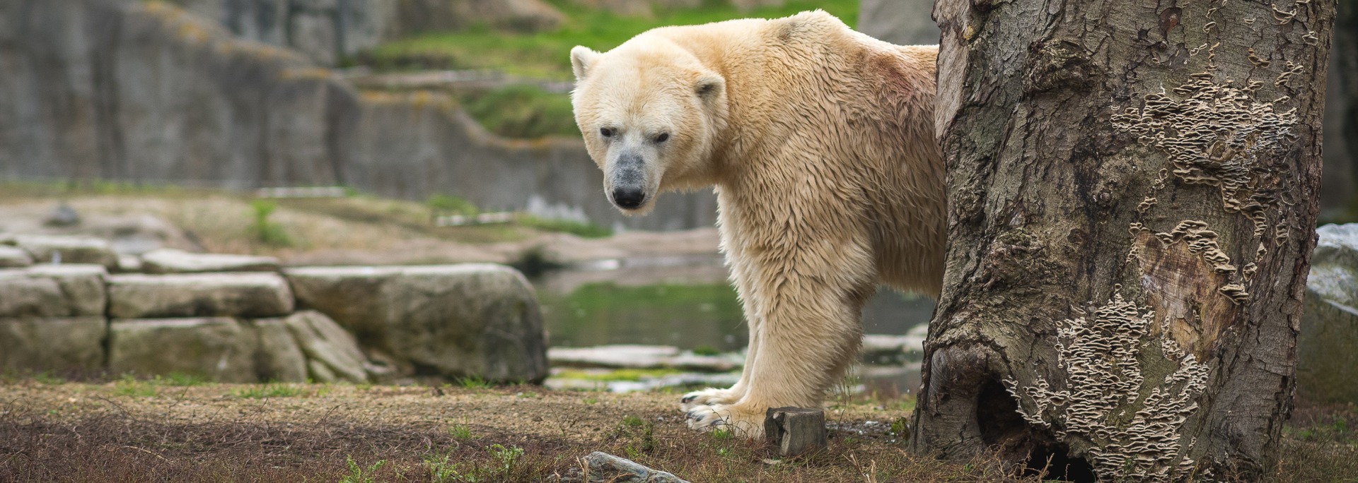 Picture of a Polar Bear. Picture of a Polar Bear.