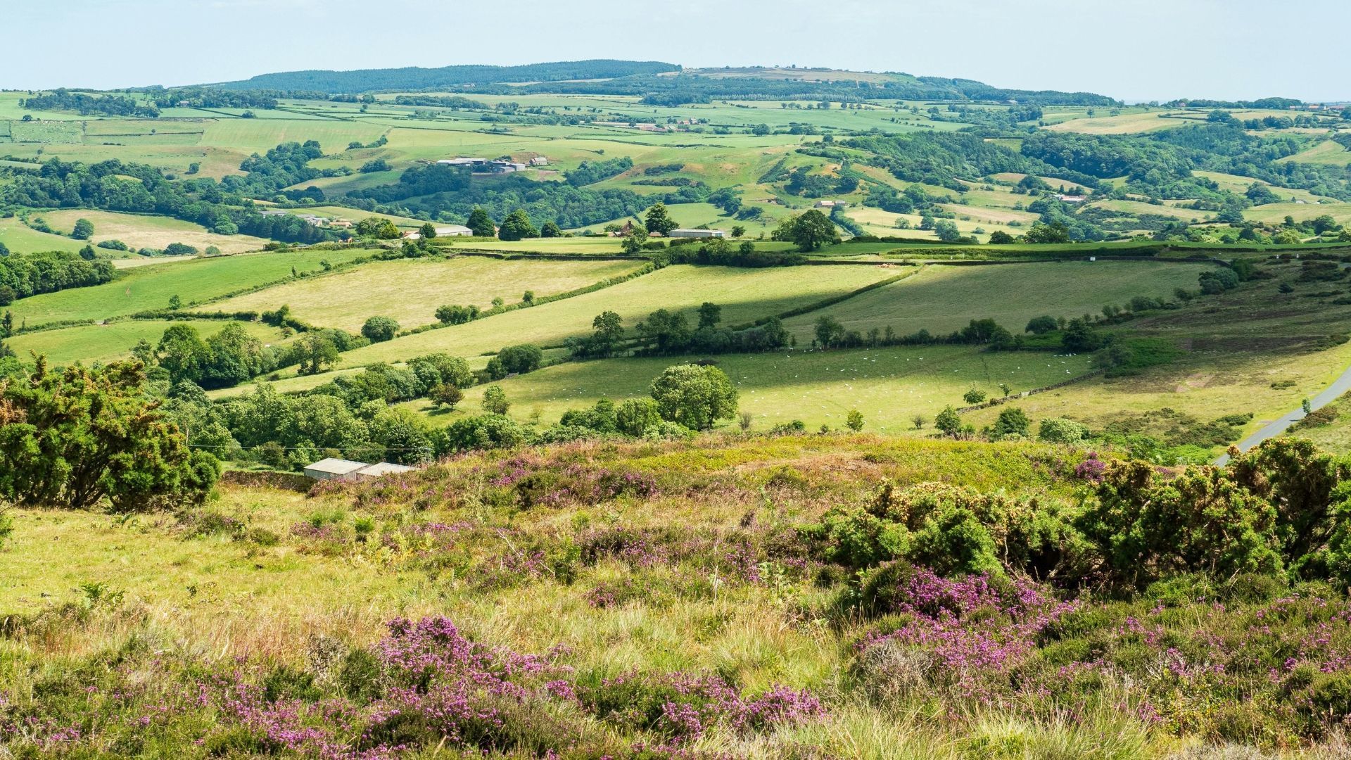 Rolling green countryside with fields, trees, and purple wildflowers in foreground.