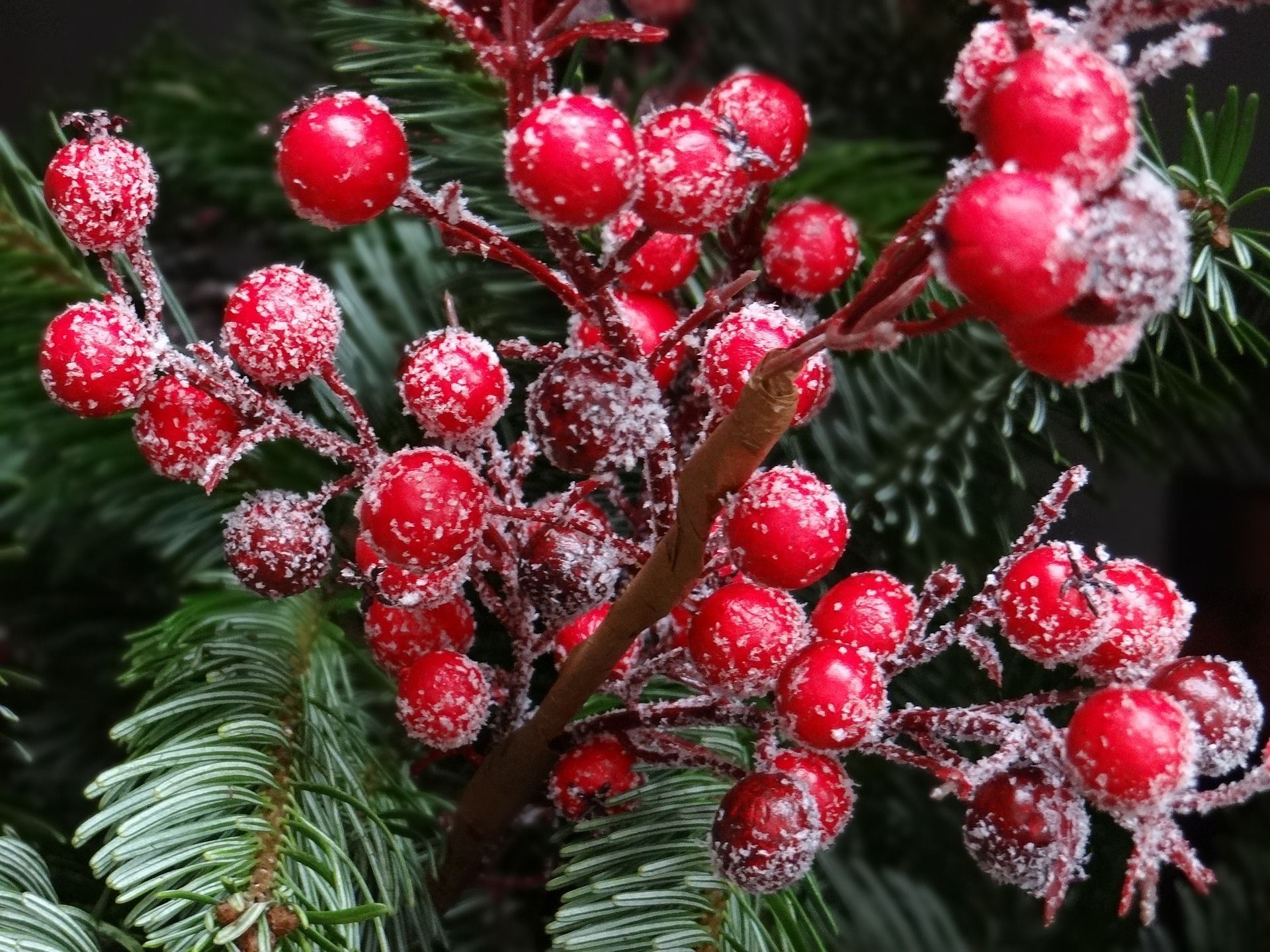 Red berries with a snowy coating on a brown stem, with green pine needles in the background.
