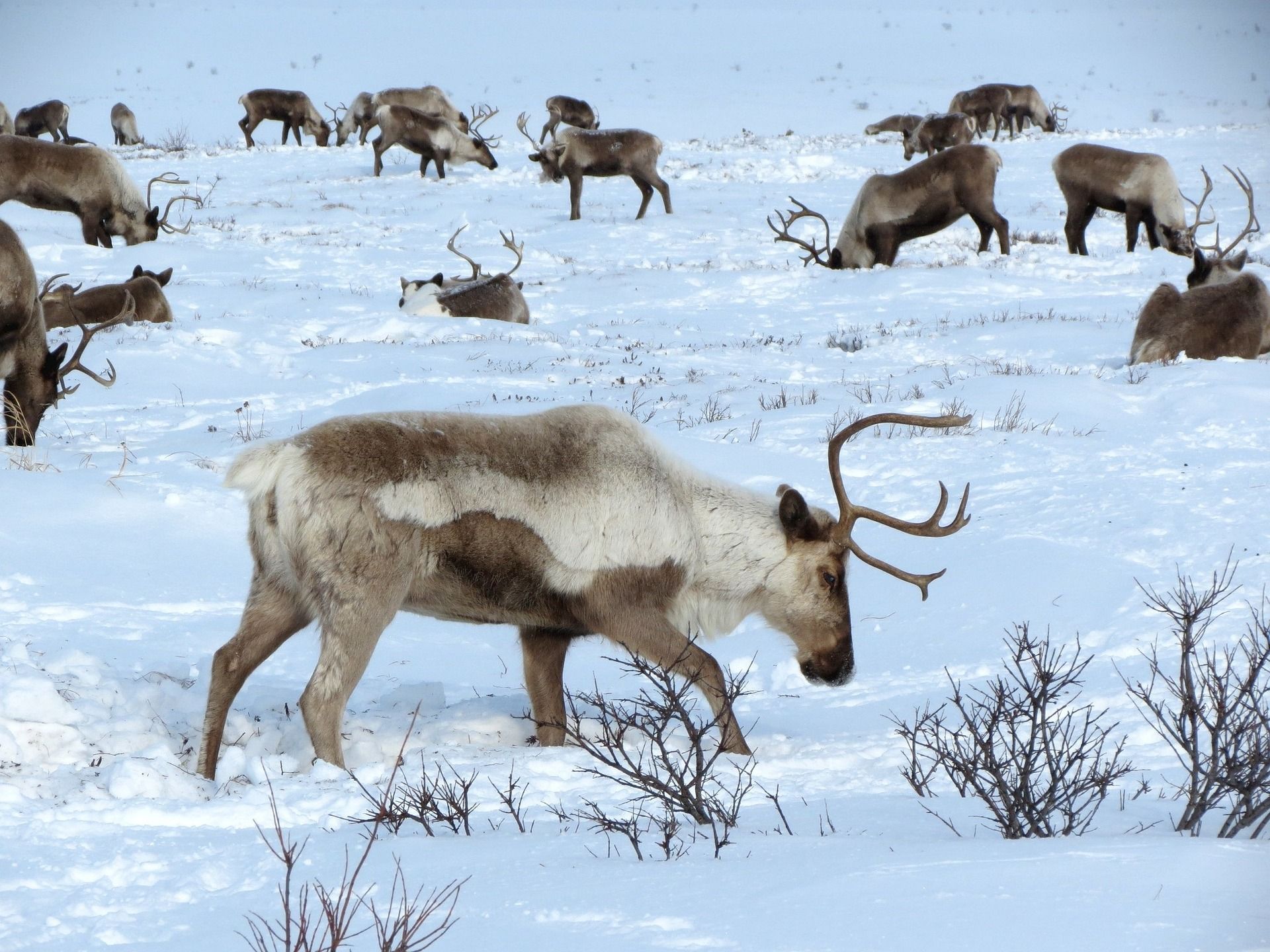 Caribou herd grazing in a snow-covered field. Brown and white animals, some with antlers, searching for food.