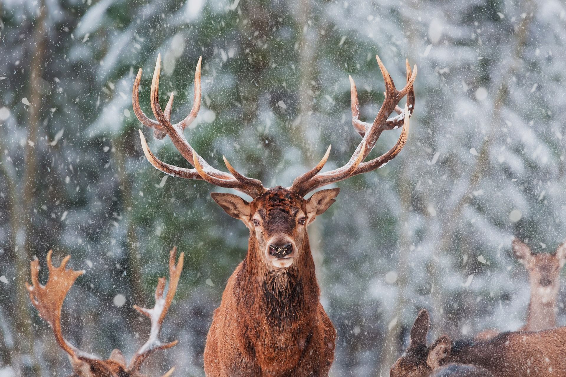 Stag with large antlers stands in a snowy forest, surrounded by other deer.