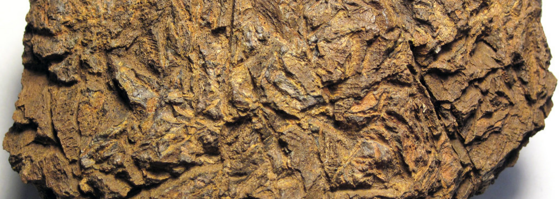 Close-up of a roughly textured, brown rock with a layered appearance.