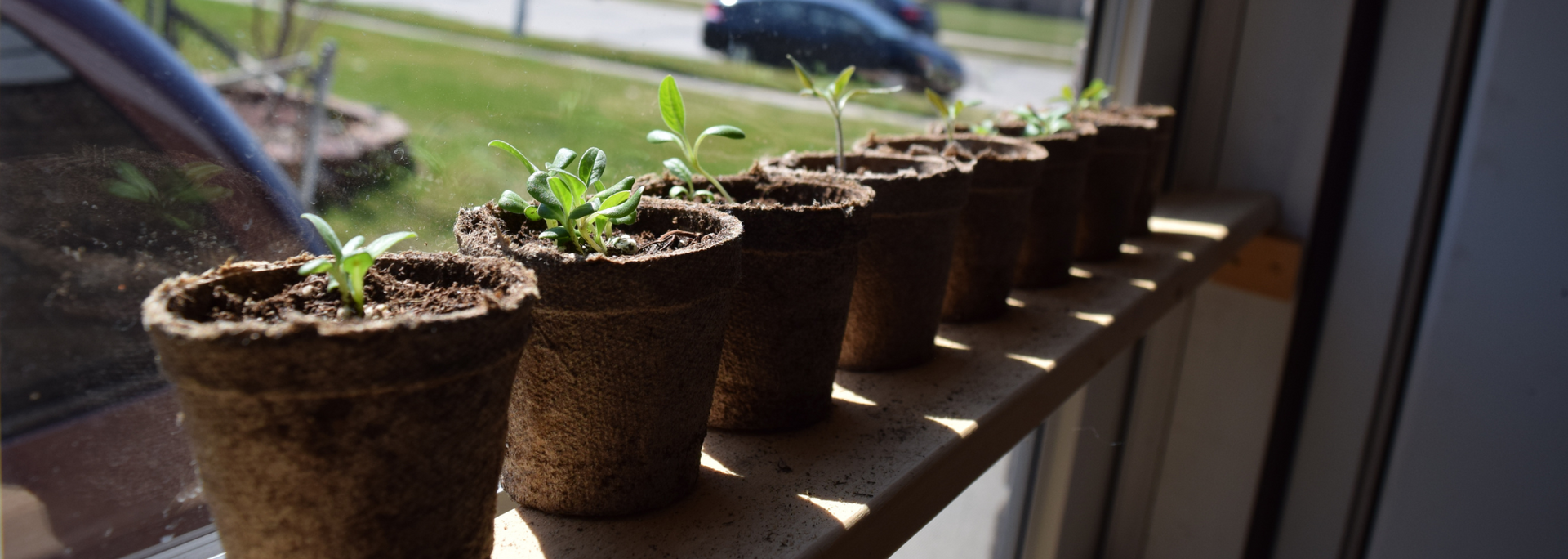 Seedlings in small pots on a windowsill with sunlight shining on them.