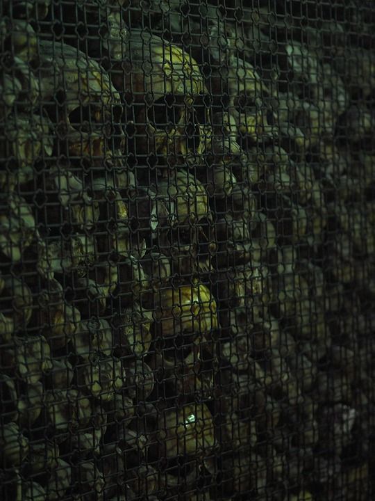 Wall of skulls behind a wire mesh fence, in a dark, dim setting.
