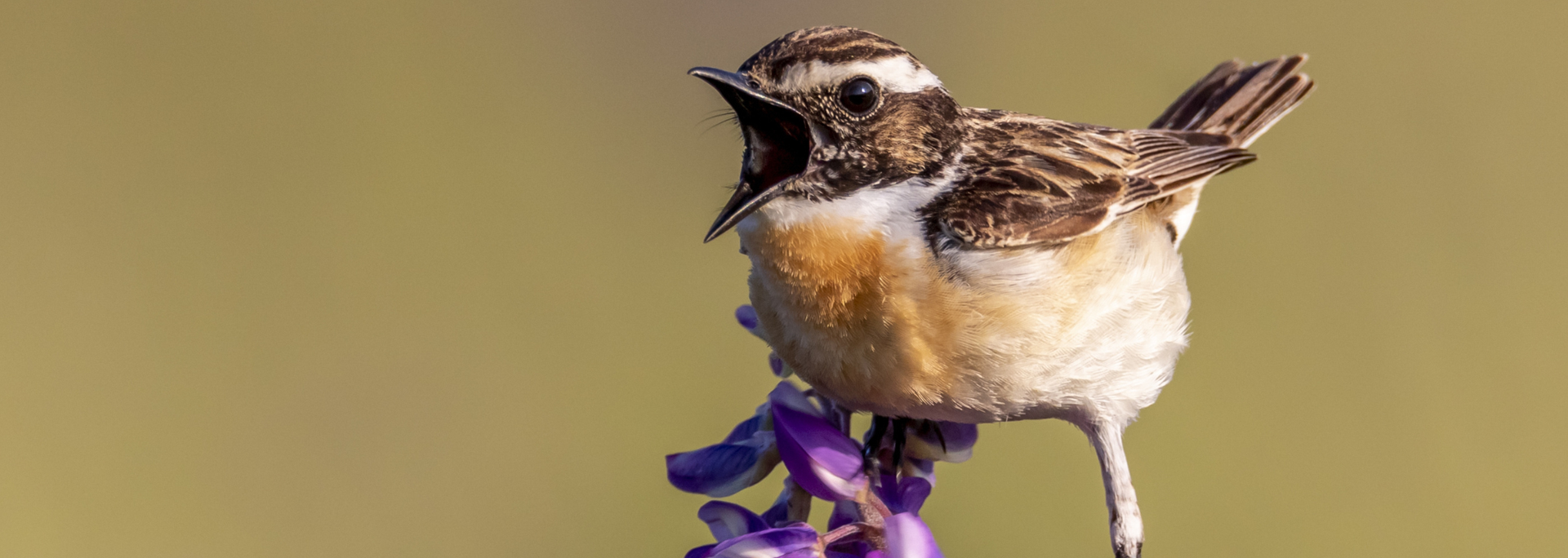 Picture of a bird singing. 