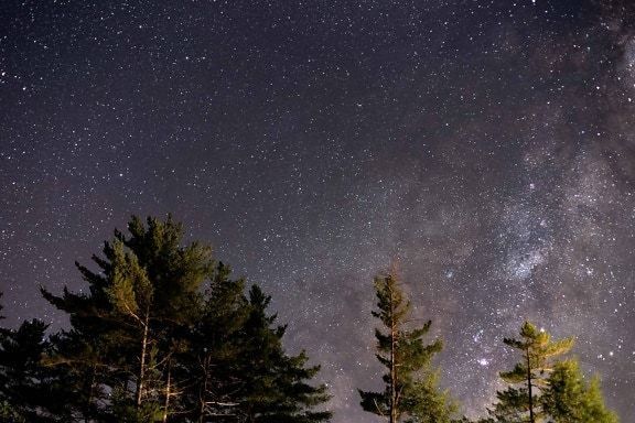 Dark sky filled with countless stars, above silhouetted evergreen trees. Milky Way faintly visible.