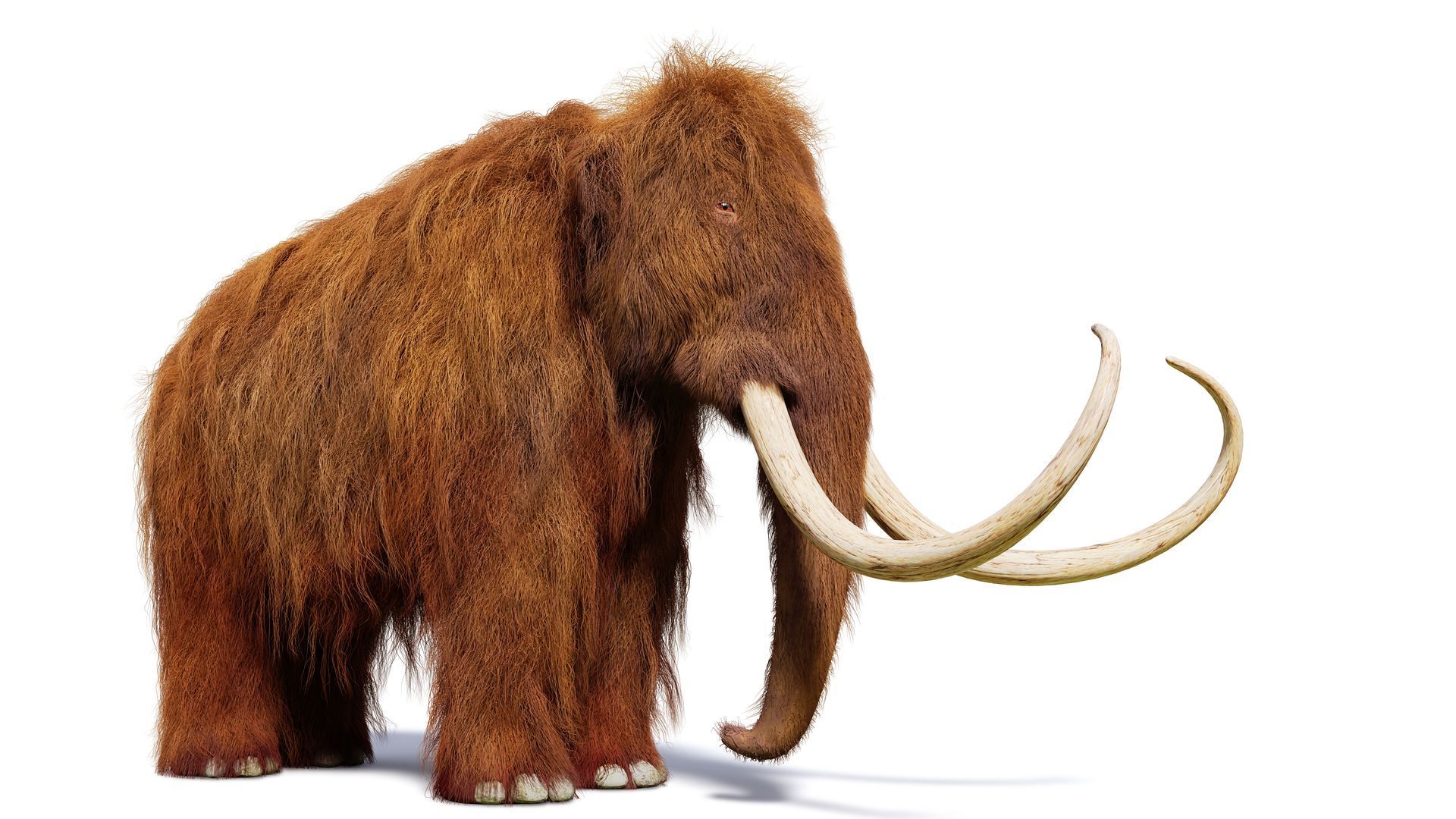 Woolly mammoth with brown fur and large tusks, standing against a white background.