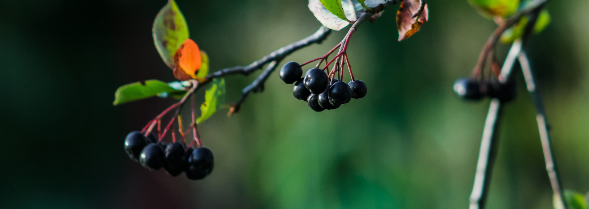 Close-up of aronia berries on a branch with green and orange leaves, against a blurred green background.