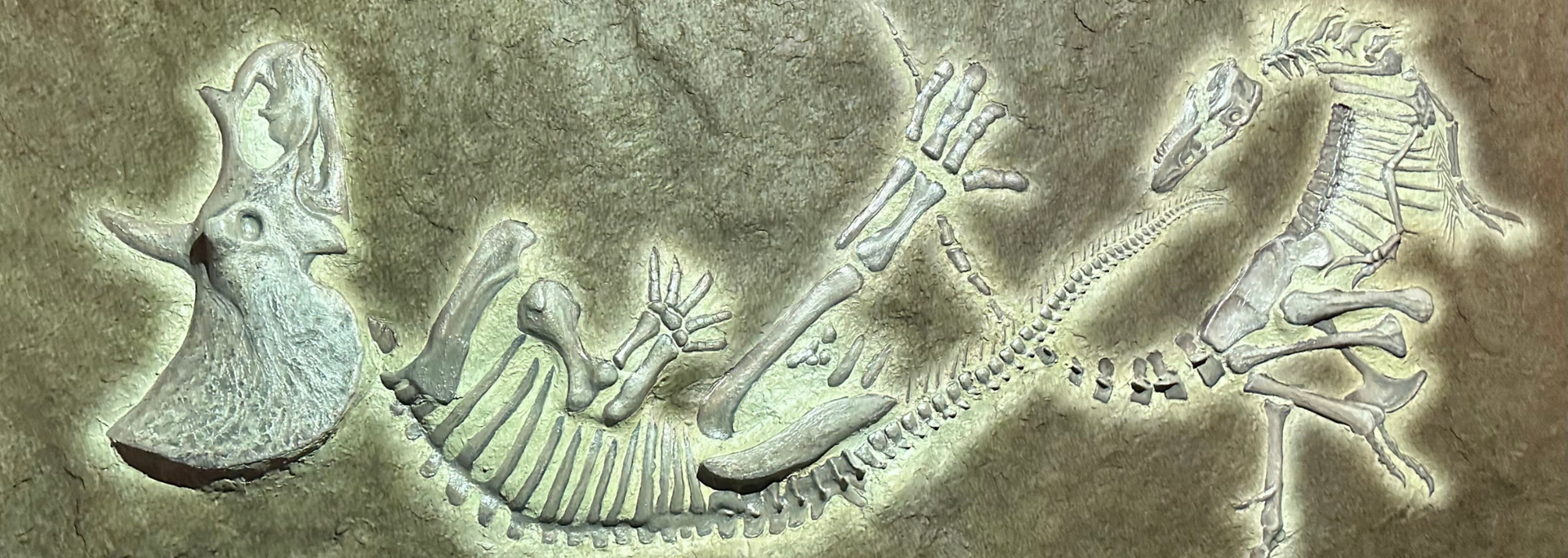 Fossil of a plesiosaur skeleton in a tan stone. The long-necked marine reptile's bones are clearly visible.