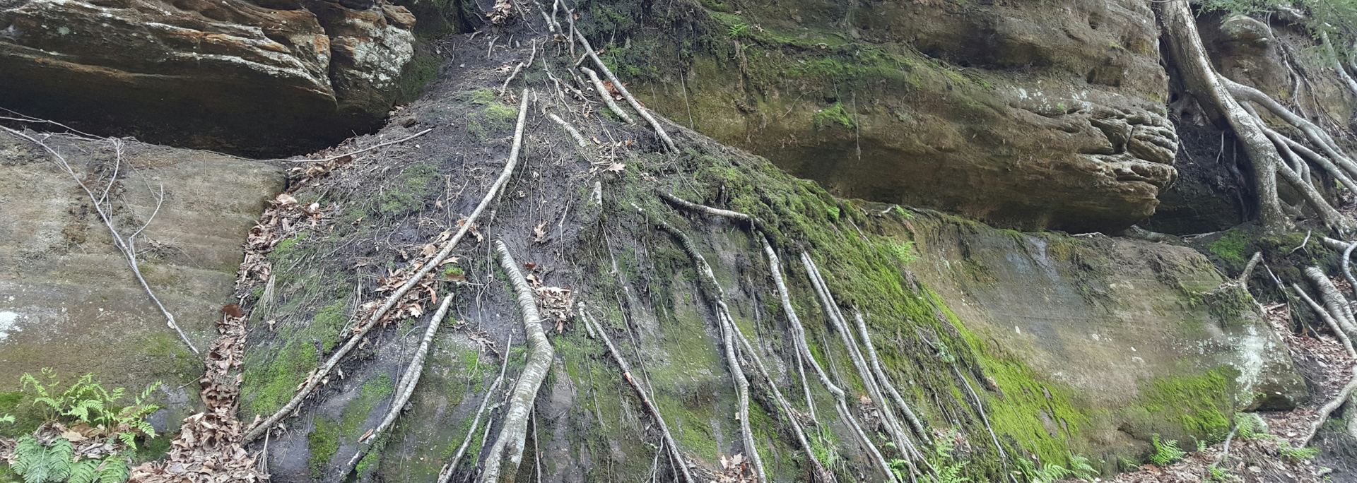 Moss-covered rock face with exposed tree roots.