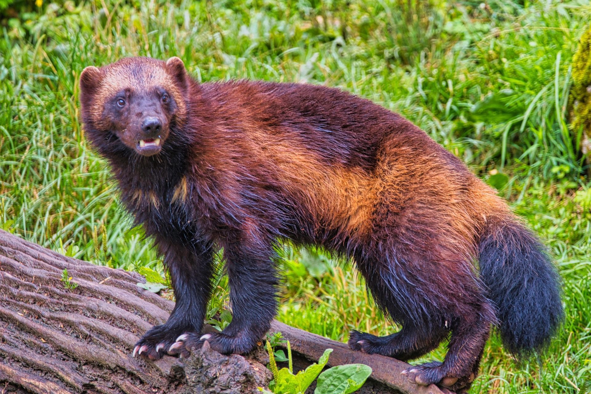 Wolverine with brown and gold fur, standing on a log, in a grassy area.