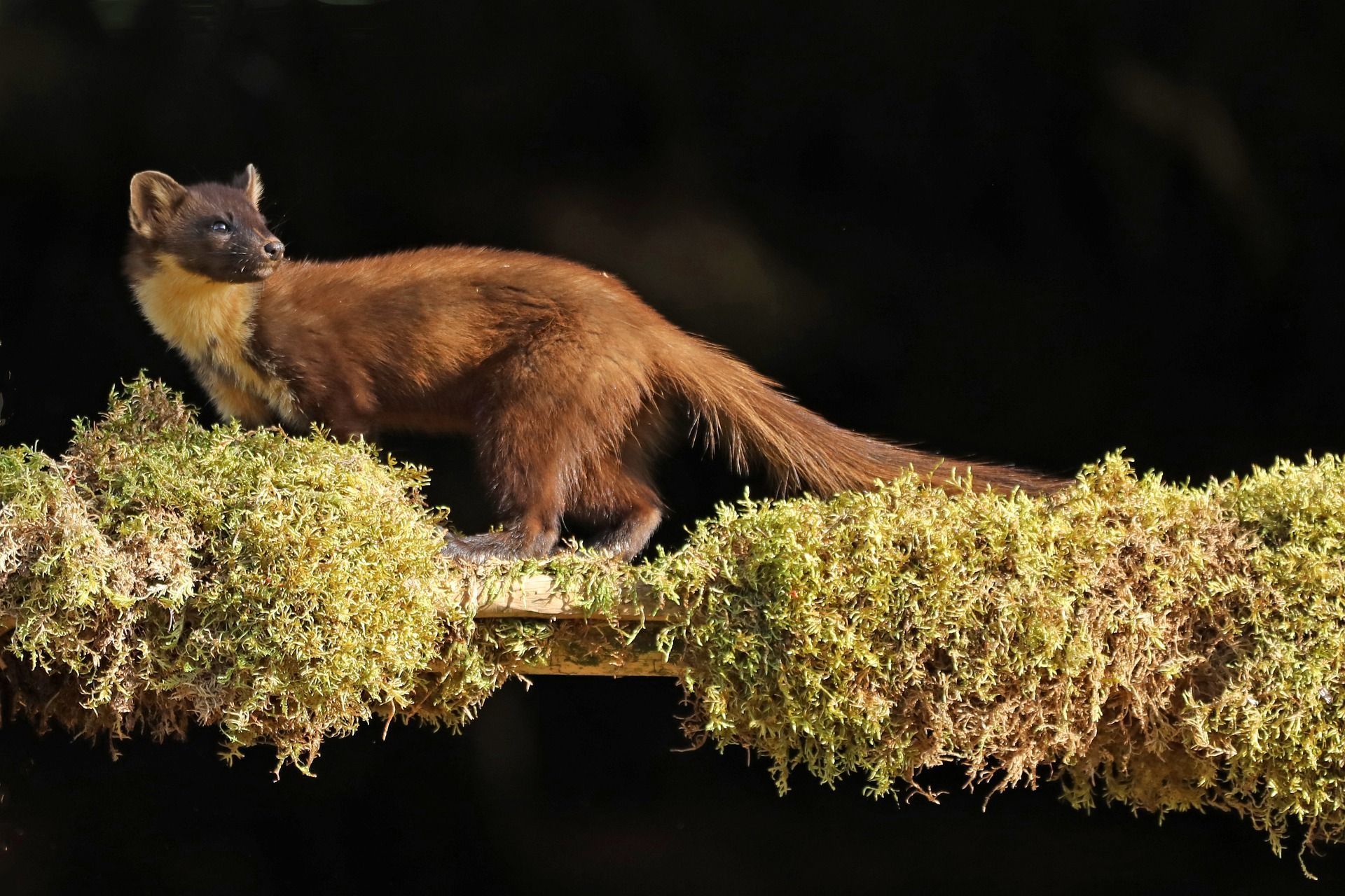 A pine marten with brown fur and yellow throat on a mossy branch, dark background.