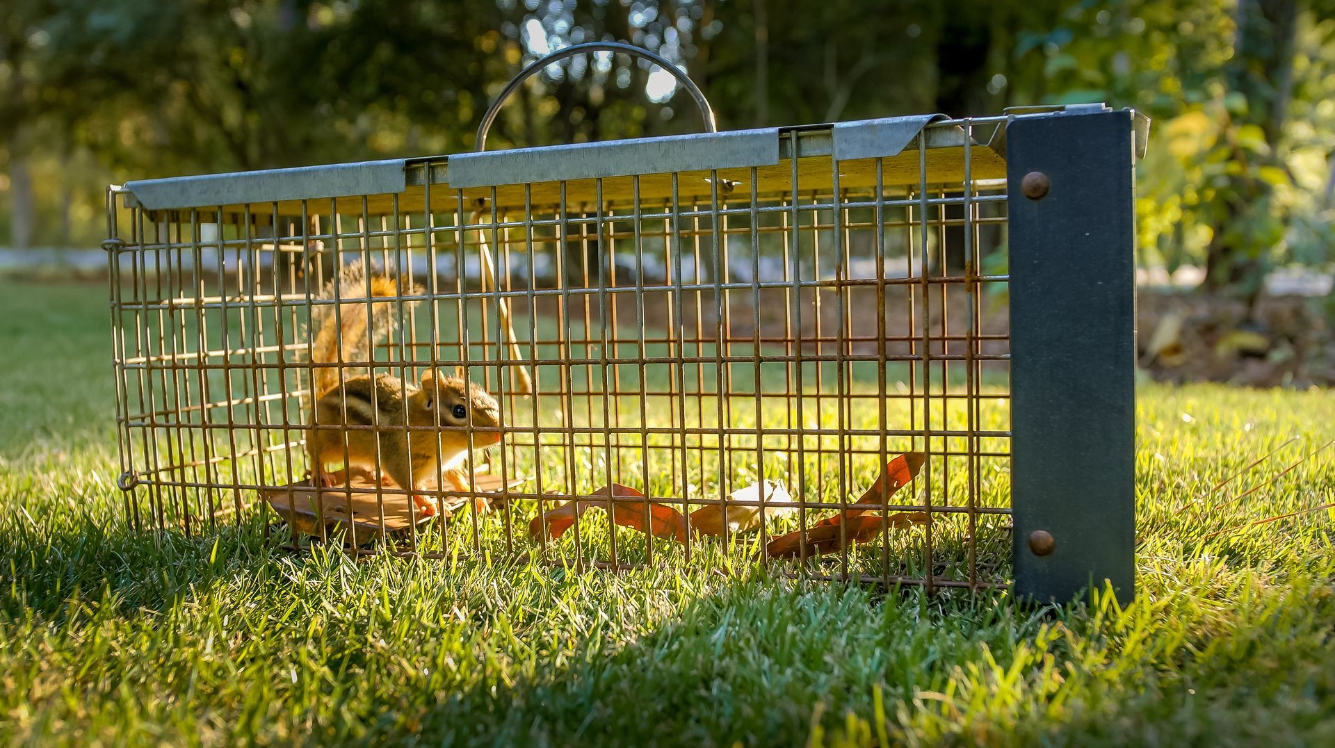 Squirrel trapped inside a metal cage on green grass in sunlight.