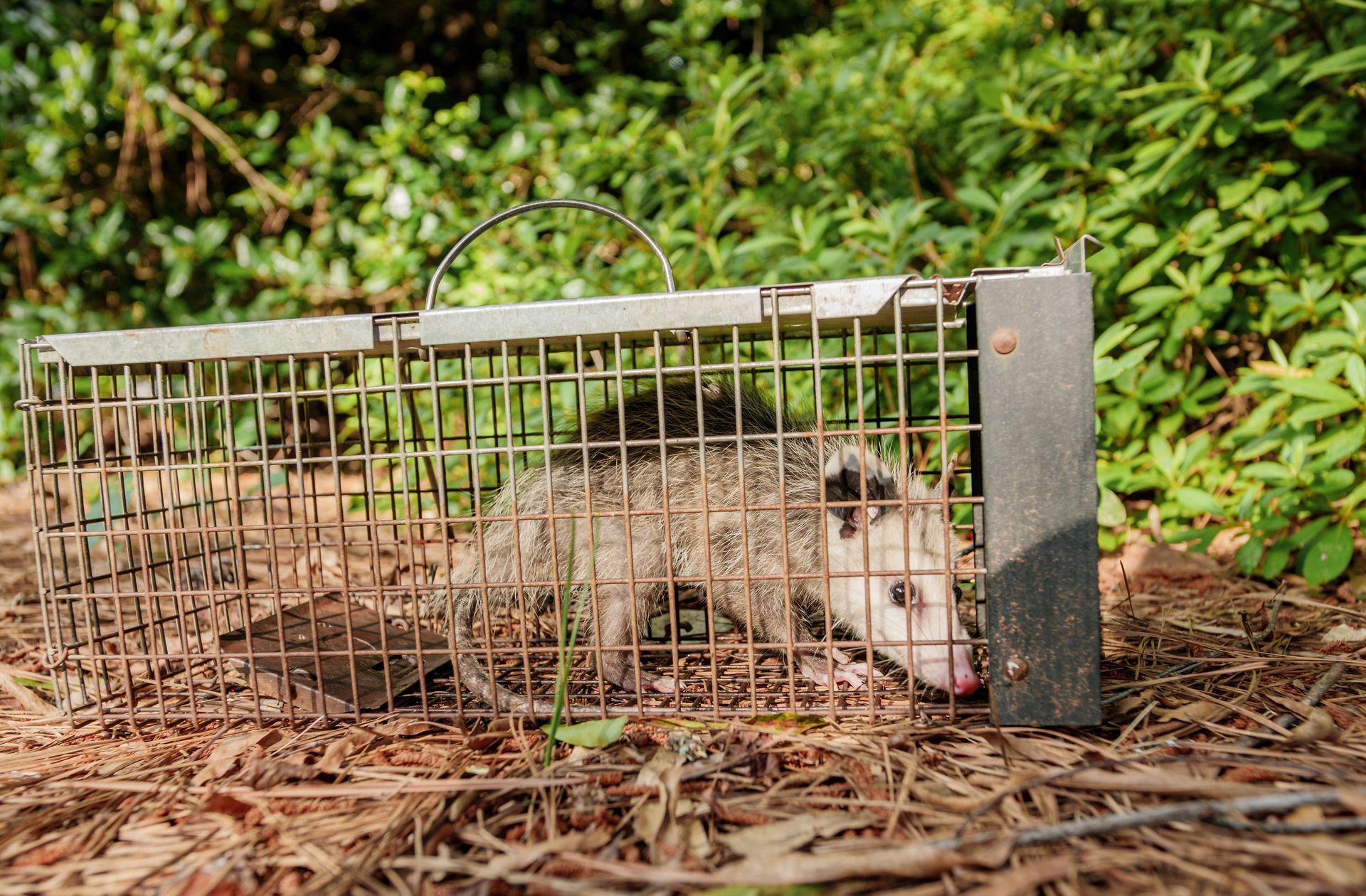 Opossum caught in a metal trap in a wooded area with brown leaves and green plants.
