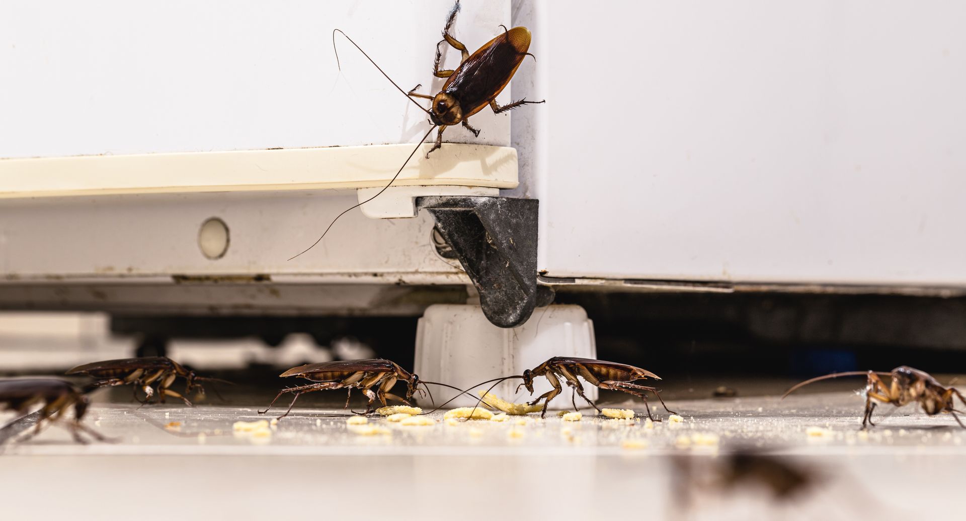 Cockroaches crawling on a floor near a white appliance. One cockroach is on the appliance, others eating food.
