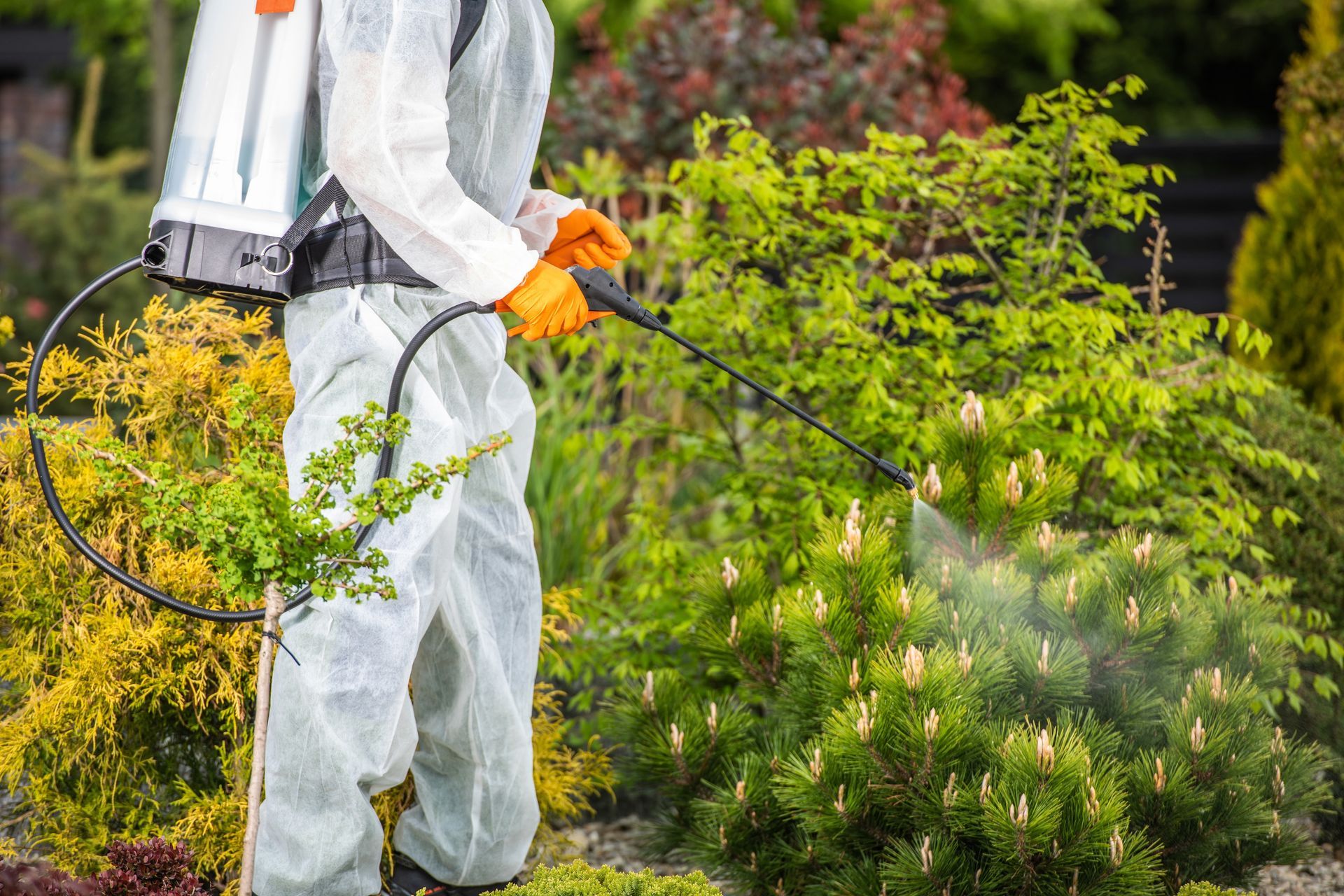 Person in protective suit spraying plants in a garden with a backpack sprayer.