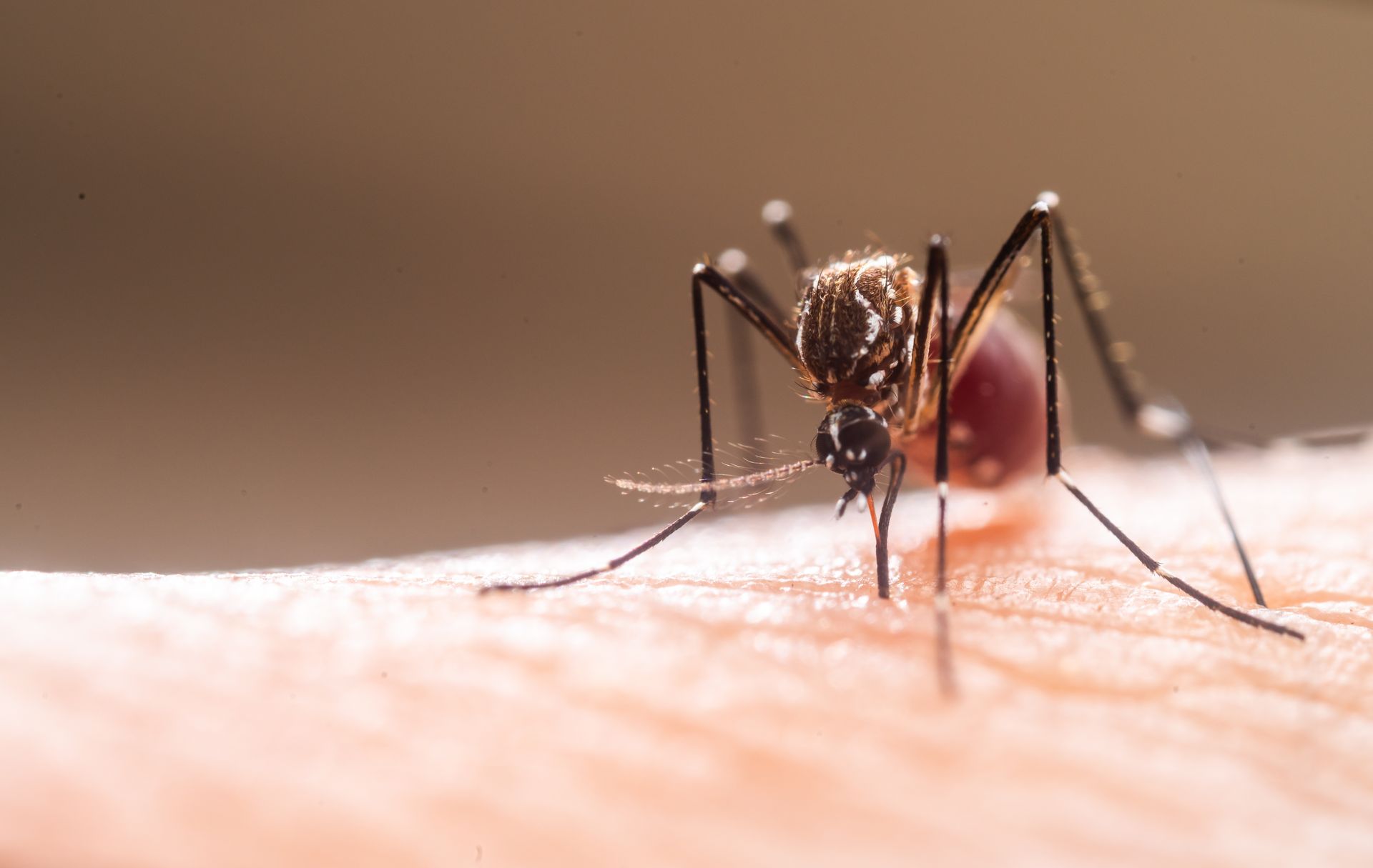 Mosquito feeding on human skin, showing a close-up of the insect’s proboscis inserting to draw blood.