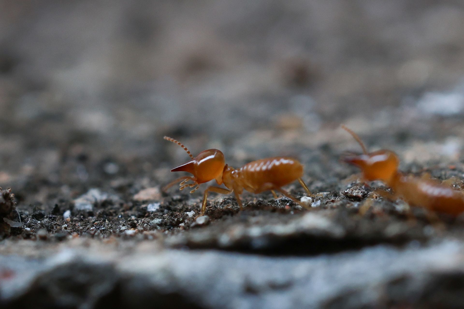 Termites on a textured, dark gray surface; close-up shows orange-brown bodies, antennae.