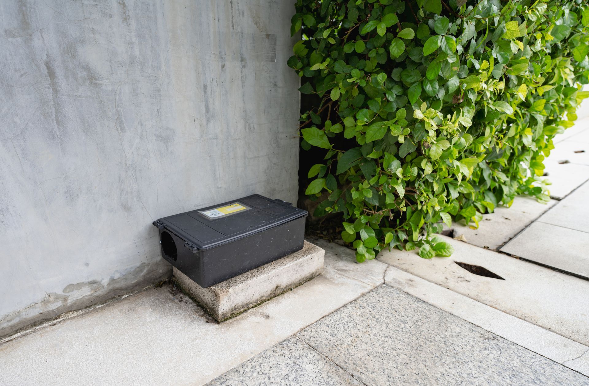 Black rodent bait station on a concrete block next to a wall and foliage.