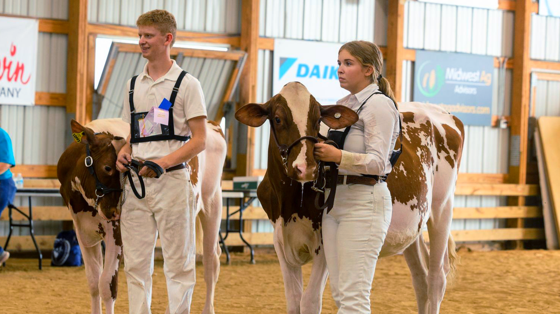 Two handlers in white outfits standing with show cows in an indoor livestock arena.