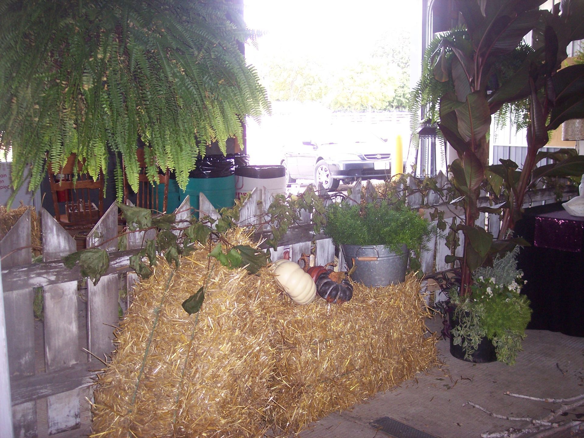 A rustic fall display with hay bales, a white pumpkin, and potted plants in front of a white picket fence.
