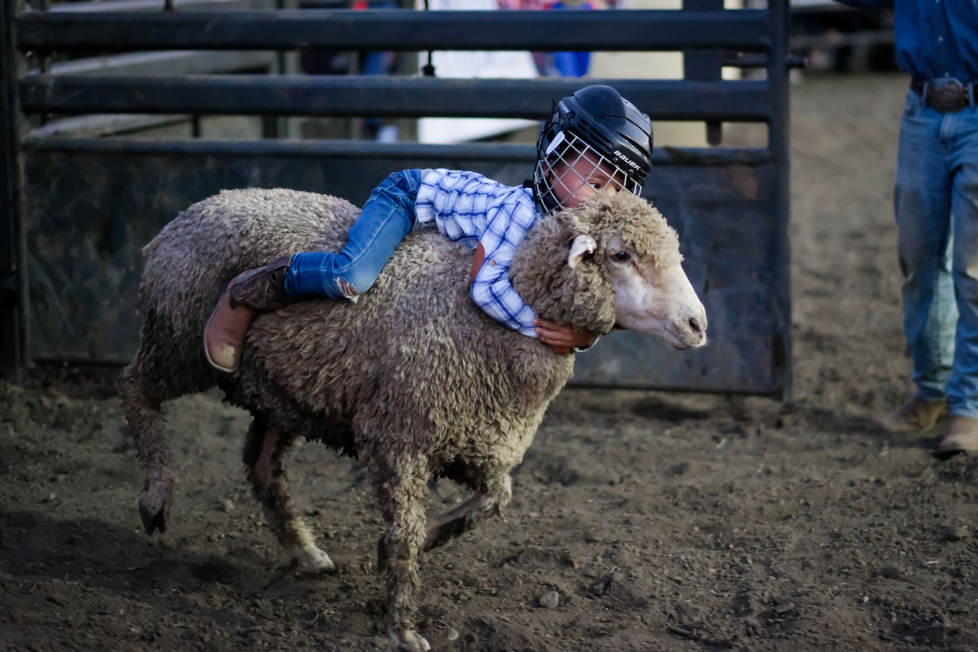 Child riding a sheep in a rodeo arena, wearing a helmet and blue shirt