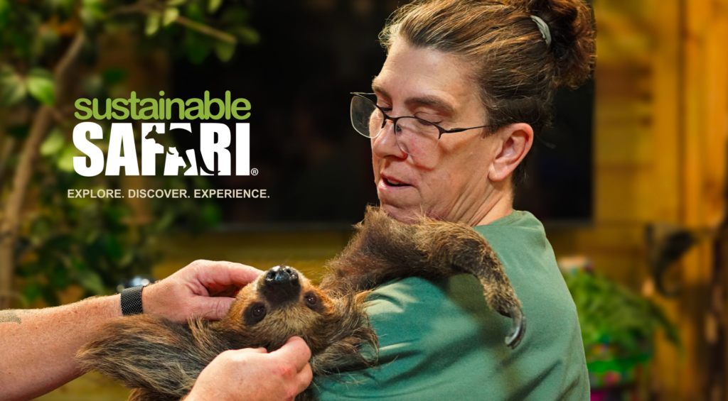 Person holding a small sloth during wildlife handling, with “Sustainable Safari” text on the left