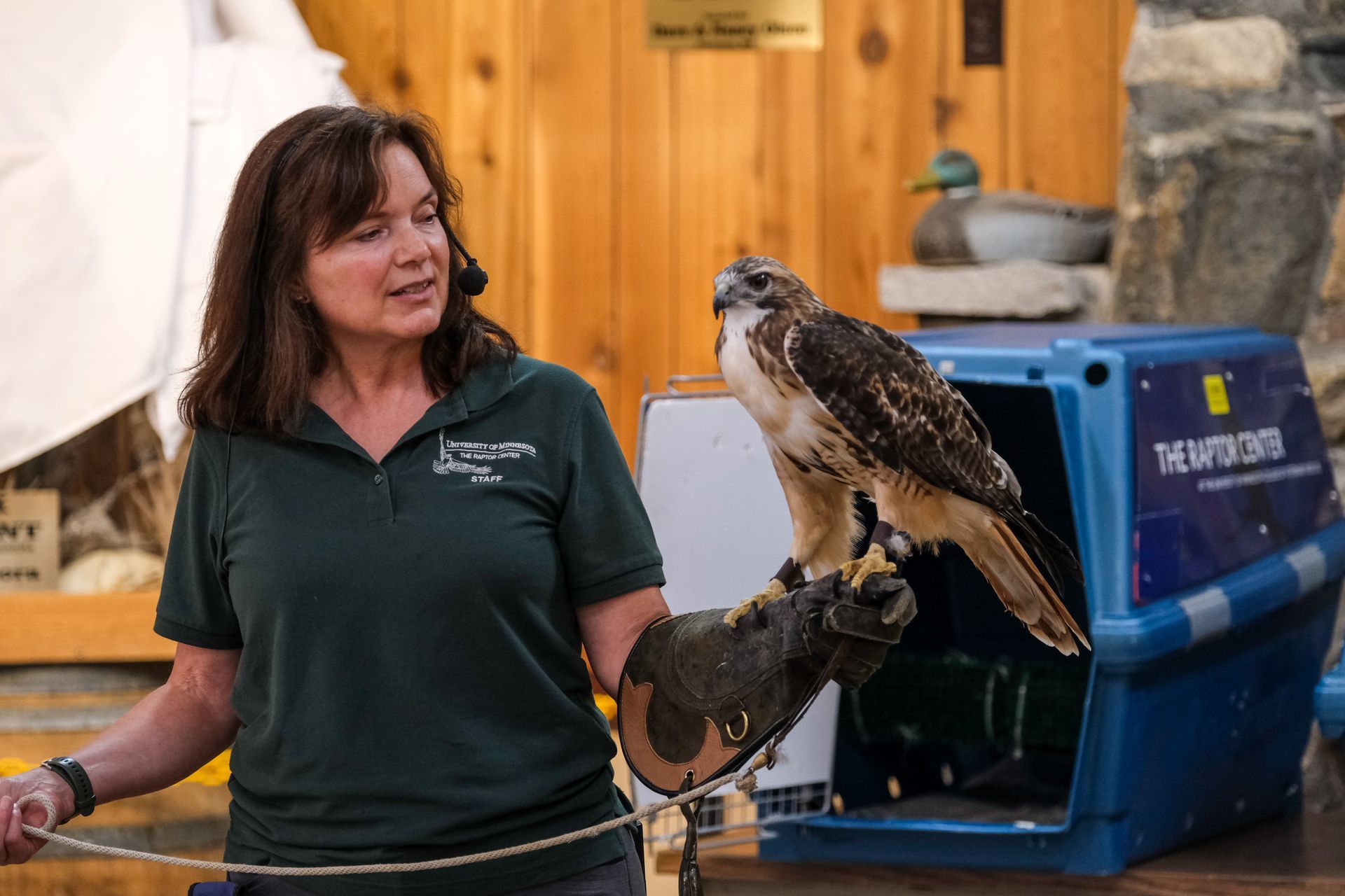 Woman in green shirt holding a hawk beside a blue transport crate indoors