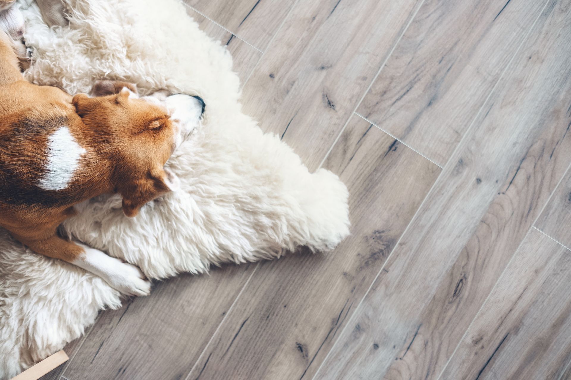 Person installing wooden flooring, wearing gloves, with hammer nearby. Brown-and-white dog curled up asleep on a fluffy white rug over gray wood flooring